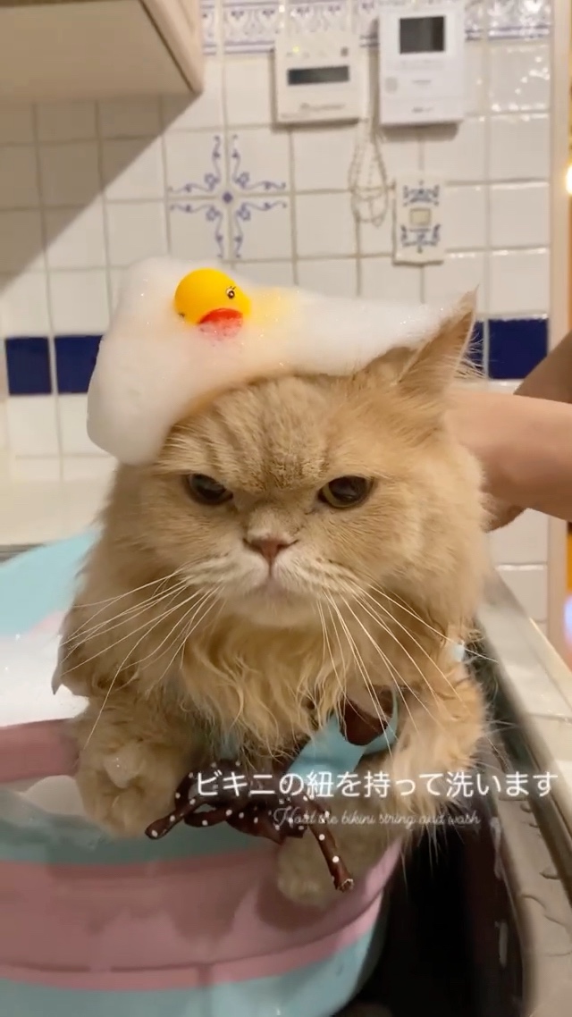 猫　泡風呂