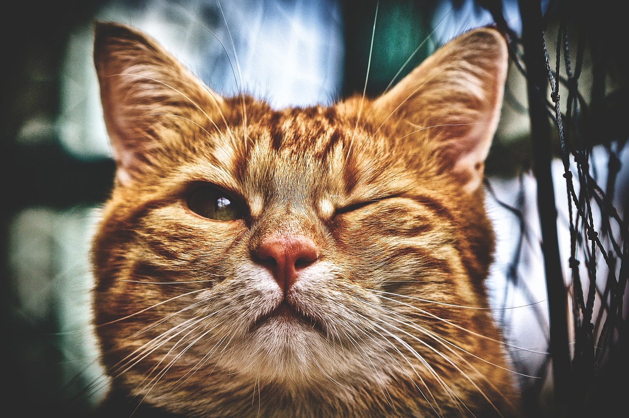 猫がウィンクする意味と理由は？片目・両目の違いはあるの？