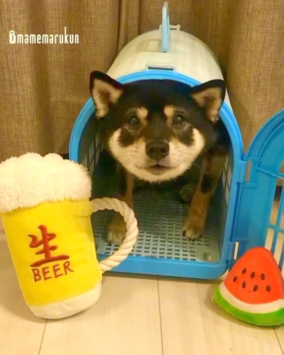 犬　ビールとスイカ