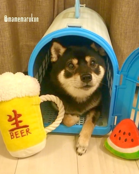 犬　フセ　ビールとスイカ