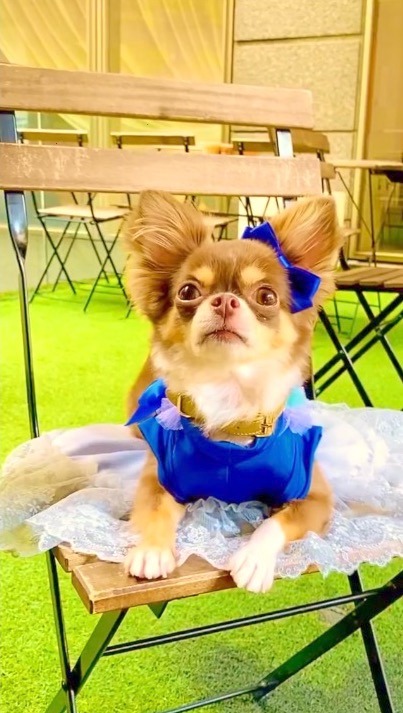 犬　青ドレス　撮影