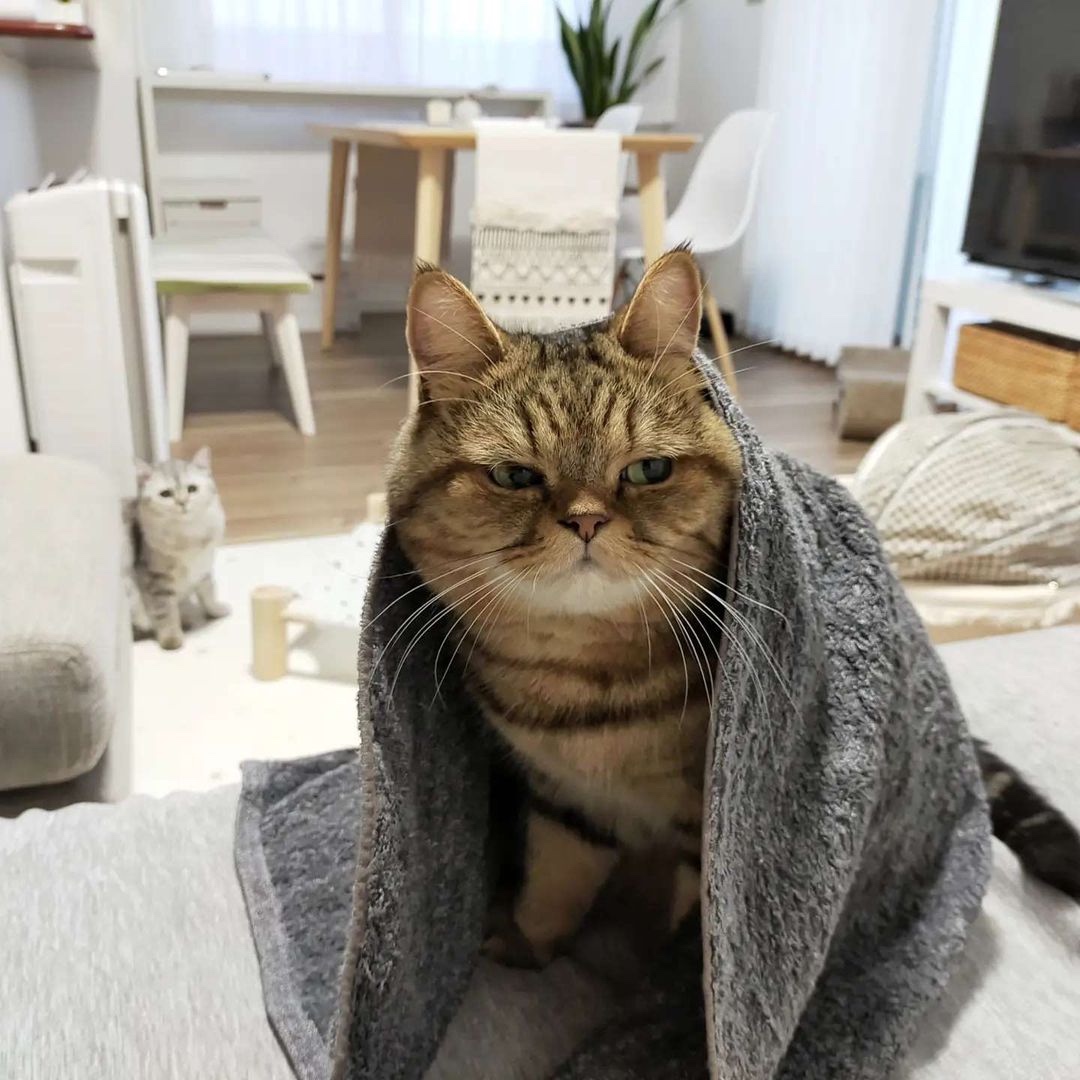 猫　タオル