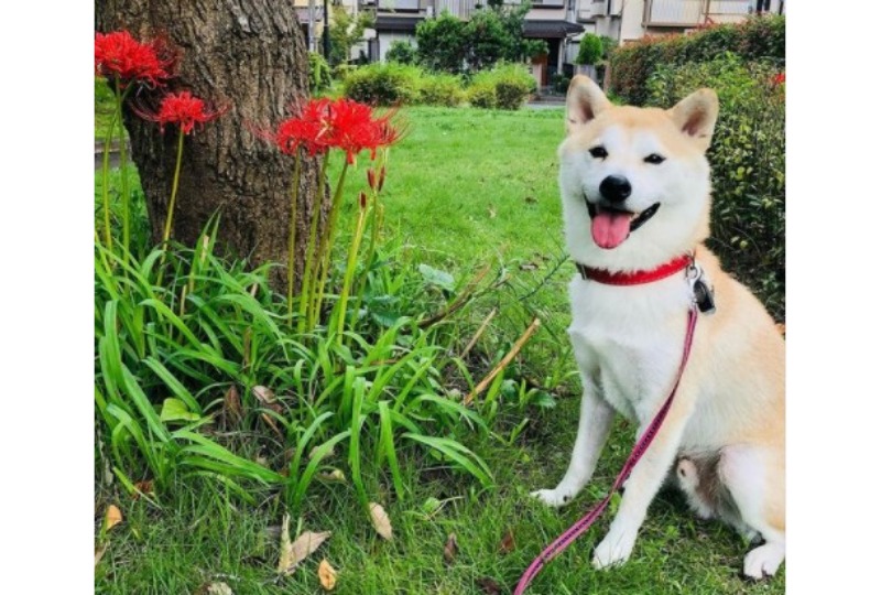 ニッコリ笑顔の柴犬