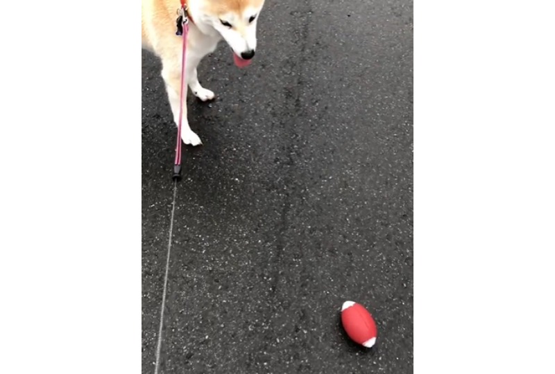 散歩中の柴犬