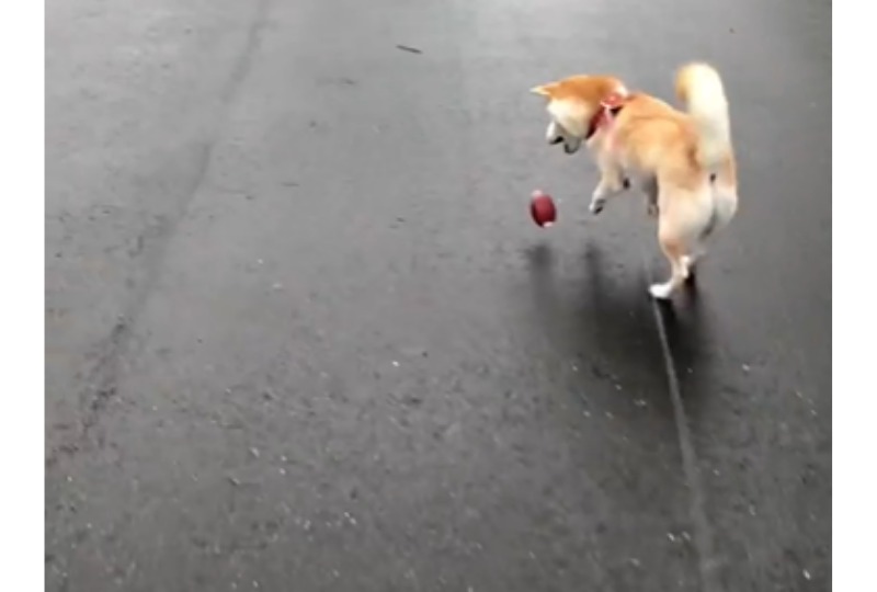 ボールを追いかける柴犬