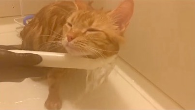 猫　シャワーでうっとり