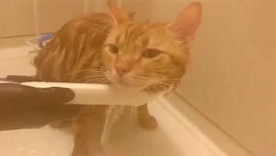 猫　シャワー気持ちいい