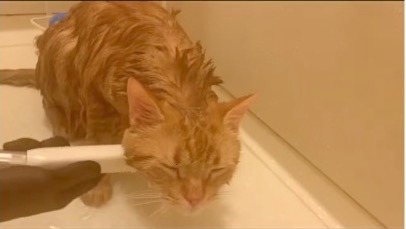猫　首下シャワー