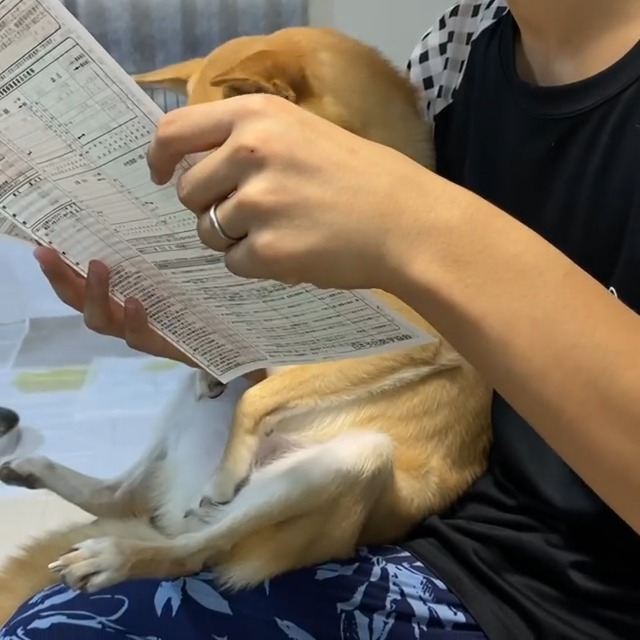 紙を見つめる犬