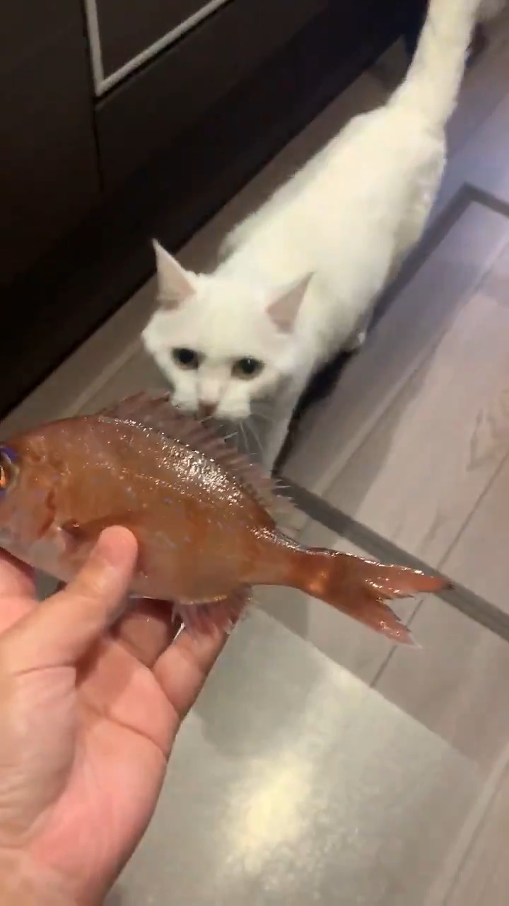 鯛を見つめる猫