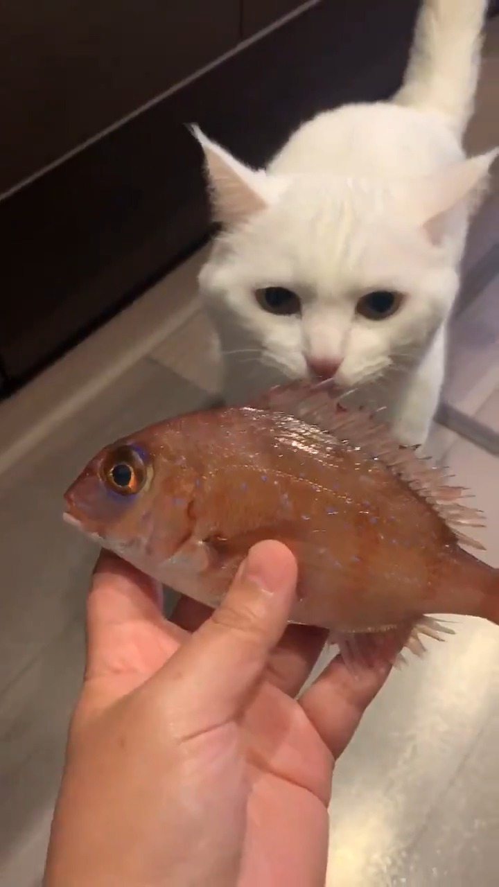 鯛の匂いを嗅ぐ猫