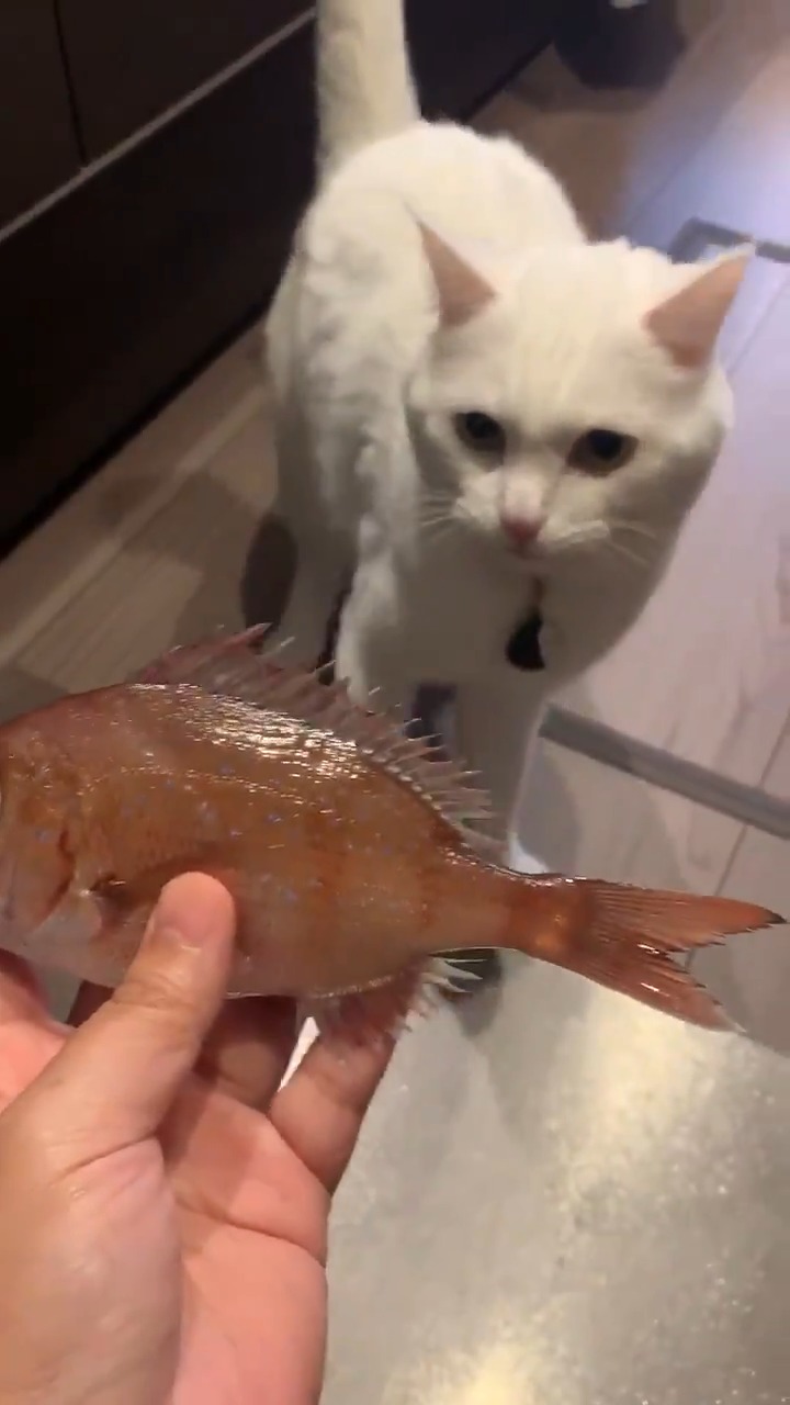 鯛を見つめる猫