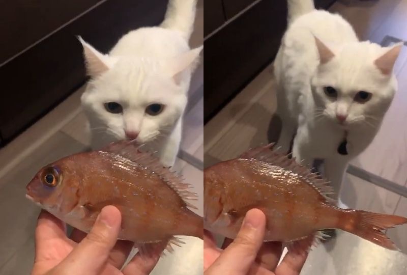 気持ちがお顔に出ちゃう白猫さんがお魚と初対面！爆笑の反応にご注目あれ！！