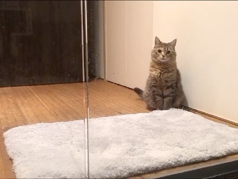脱衣所で出待ちする猫