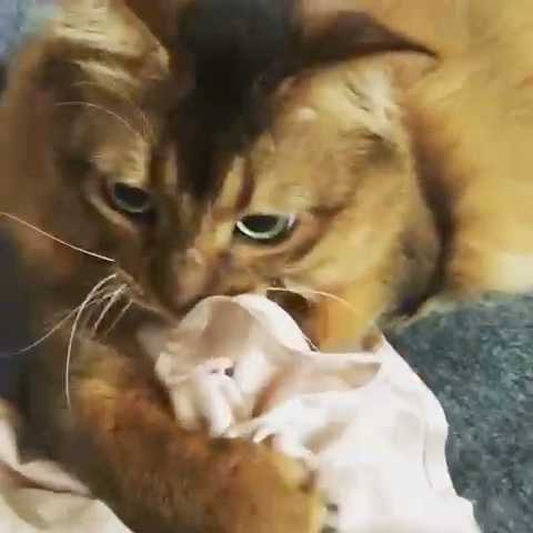 タオルで遊ぶ猫