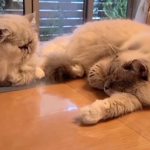くつろいでいる2匹の猫