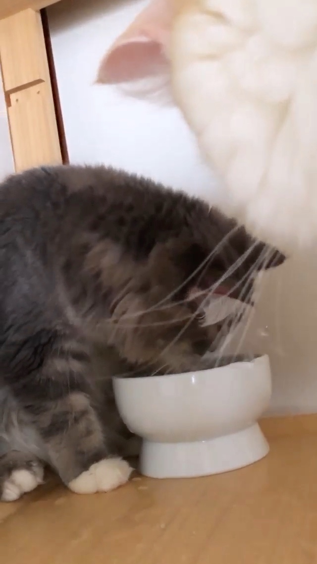 猫　水飲み