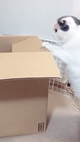 箱に入りたい猫