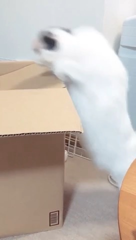 箱に入ろうとしている猫
