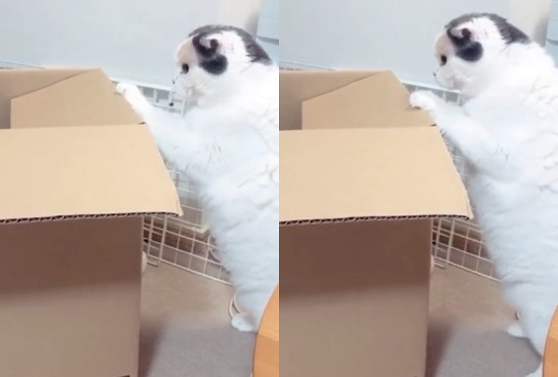 箱に入りたくてモジモジ…。ちょっぴり「どんくさい」猫さんが可愛すぎて笑っちゃう！