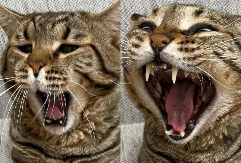 大人気猫さんの「あくび」の瞬間をカメラが捉えた！ホラーすぎるお顔に爆笑必至！！