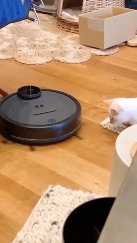 ロボット掃除機を見つめる猫