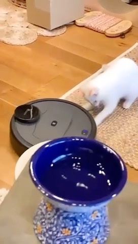 ロボット掃除機で遊ぶ猫