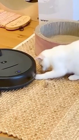 ロボット掃除機で遊ぶ猫