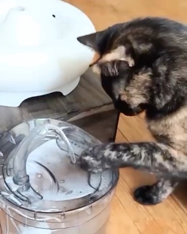 給水器に手を突っ込む猫