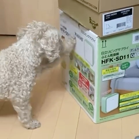 箱をパンチする犬