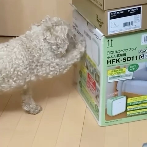 箱をパンチする犬