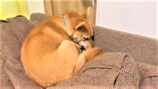 普通にソファで寝ているのかと思ったら…。柴犬くんの器用すぎる寝姿に注目集まる！