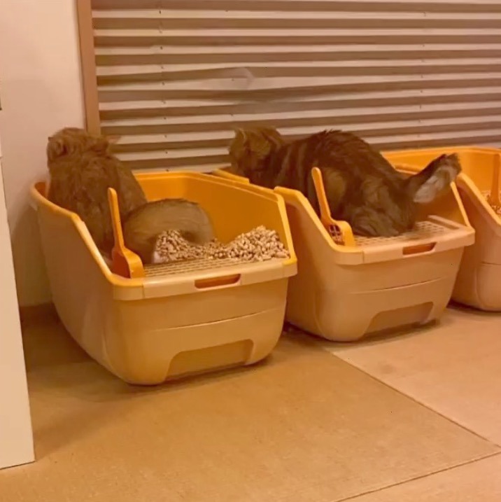 猫　シンクロ　トイレ