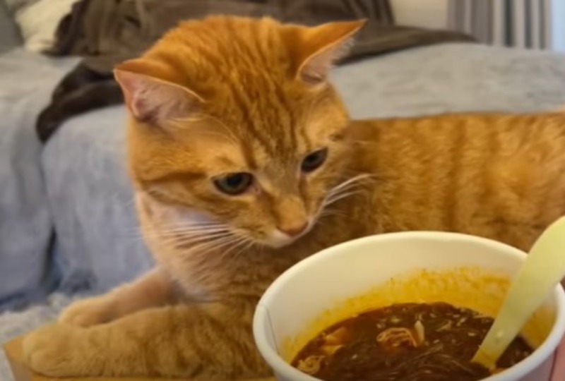 カップ麺に塩対応の猫