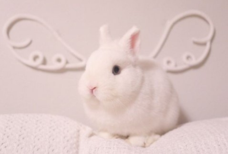 天使になったウサギ