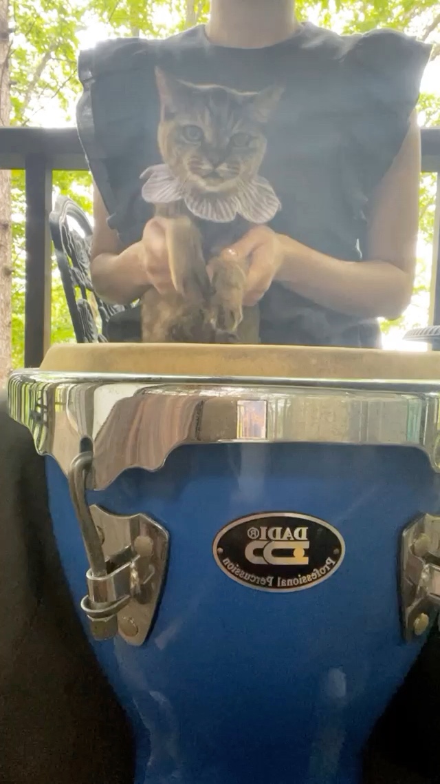 猫　太鼓