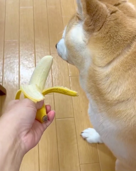 犬　バナナ嫌い
