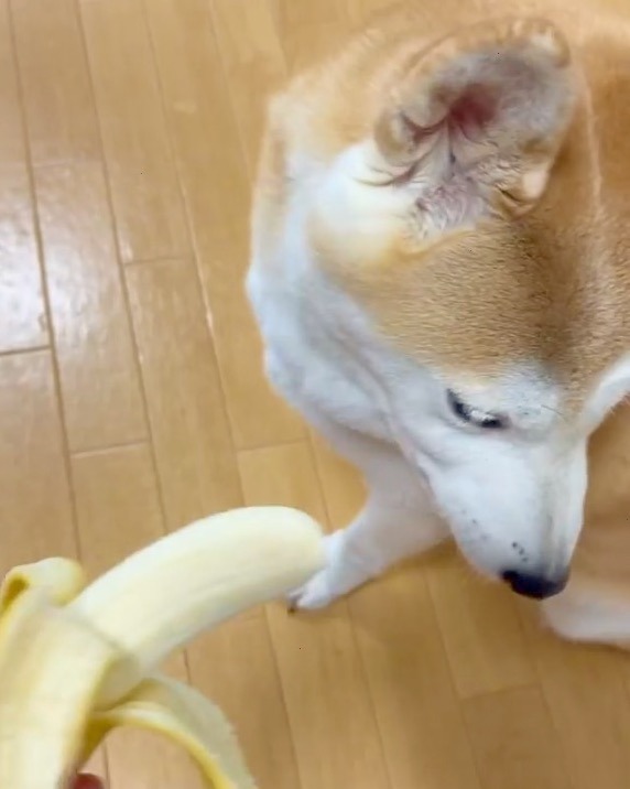 犬　バナナ　いらない