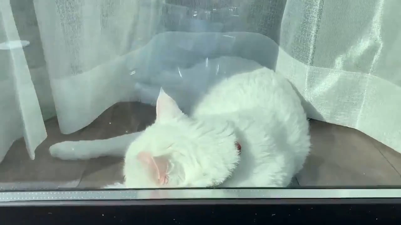 窓辺で昼寝する猫