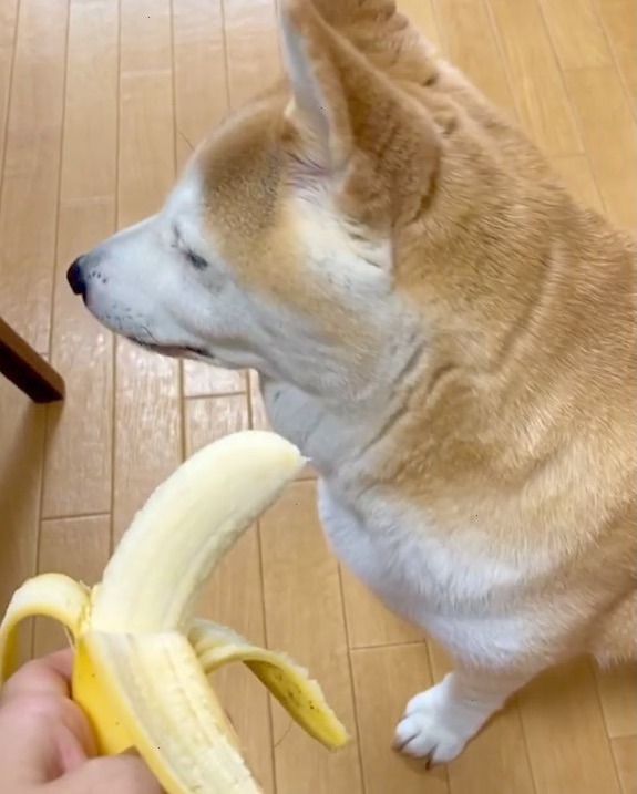 犬　バナナ　無視