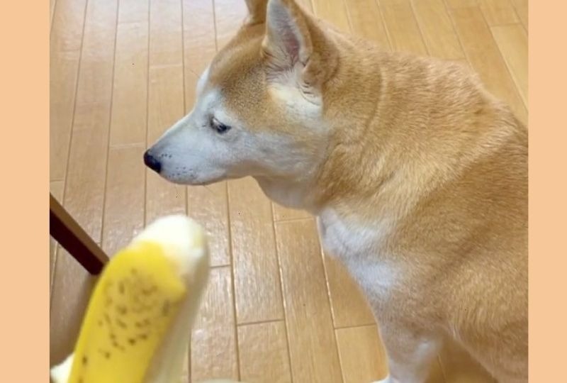 「もう！いらないってばー！」しつこくバナナを勧められて拒否し続ける柴犬さんが面白すぎる