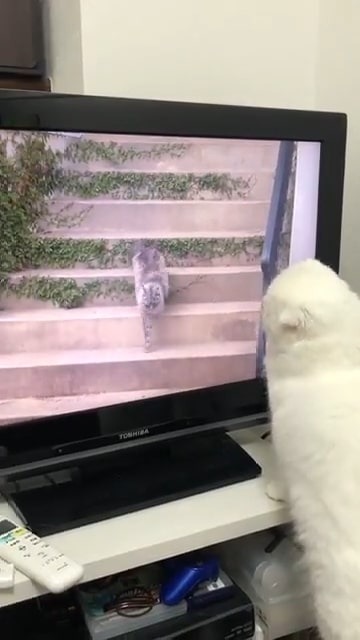 テレビに映る猫を見つめる猫
