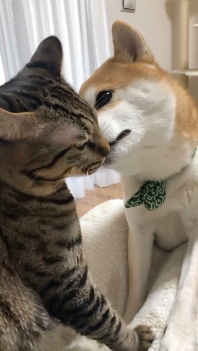 犬　猫の匂い嗅ぐ