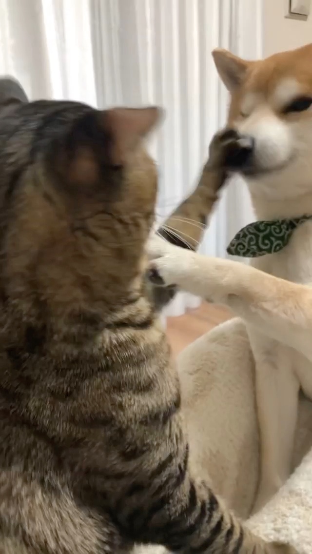 犬　猫にパンチされる