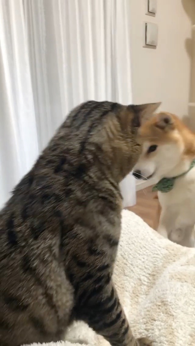 犬　退く