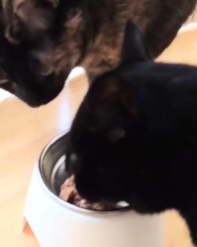 エサを食べる猫を見つめる猫