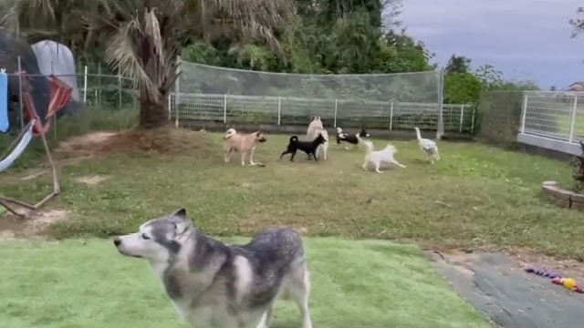庭を走り回る犬たち