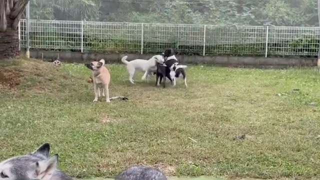 庭で遊ぶ犬たち