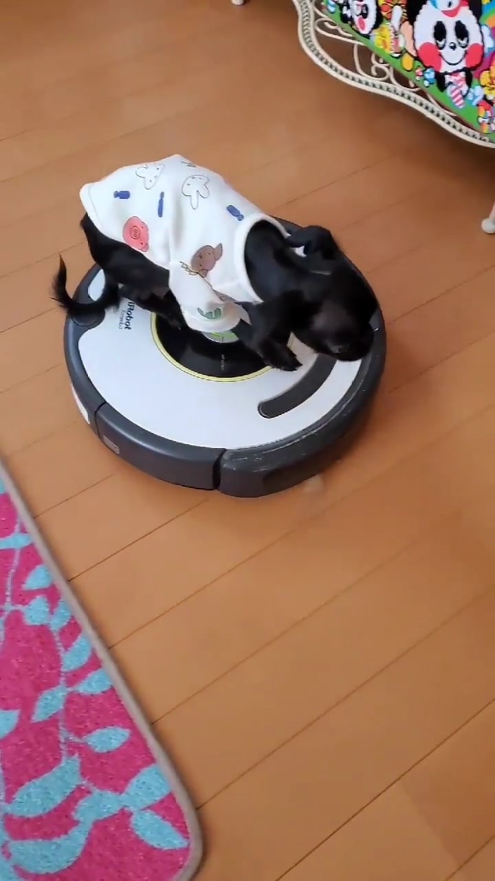 掃除ロボットに乗る犬