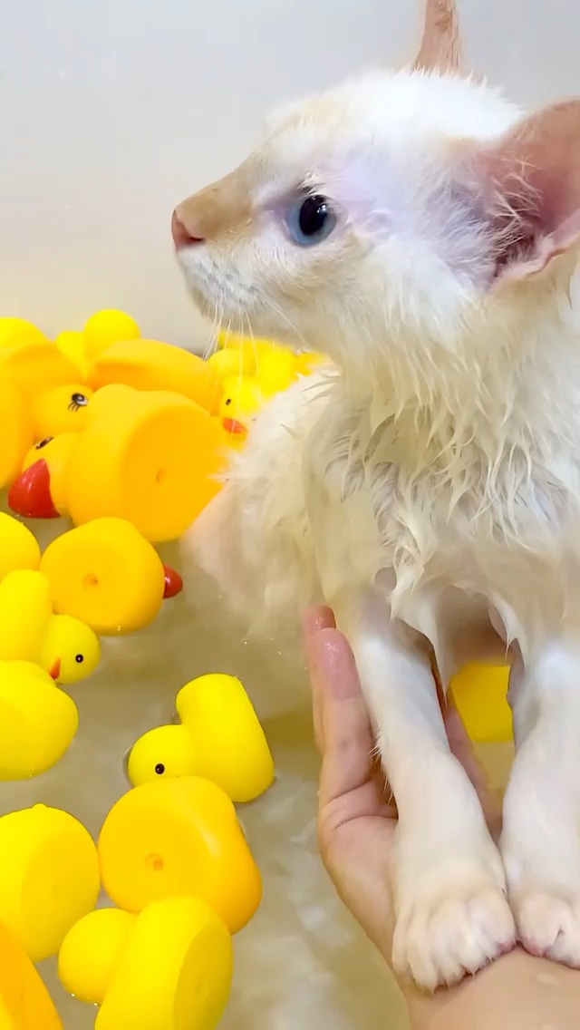 猫　お風呂